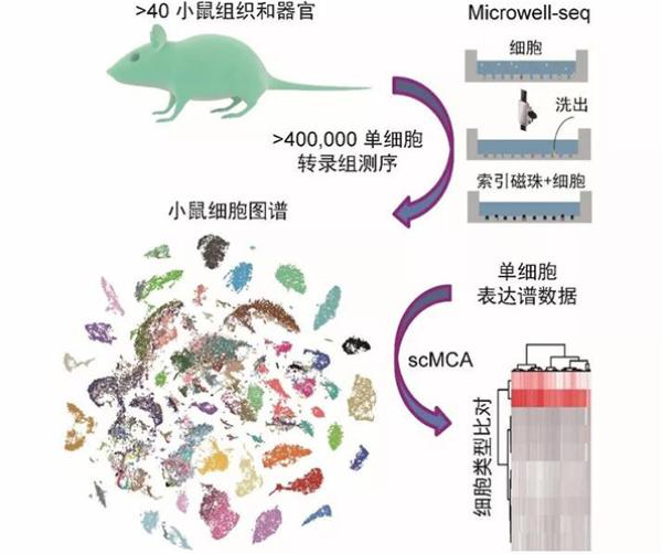 浙大学者利用Microwell-seq平台构建小鼠细胞图谱简图  本文图片均来自浙江新闻客户端