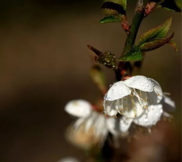 福建这两个小城正值梅花花期 约起!