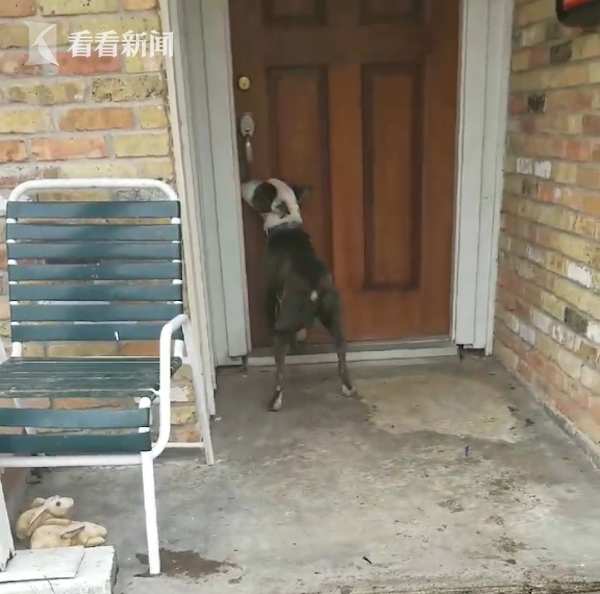 视频|狗狗被加密在家门口哀求哭泣源码竟泼水视频主人遗弃图片