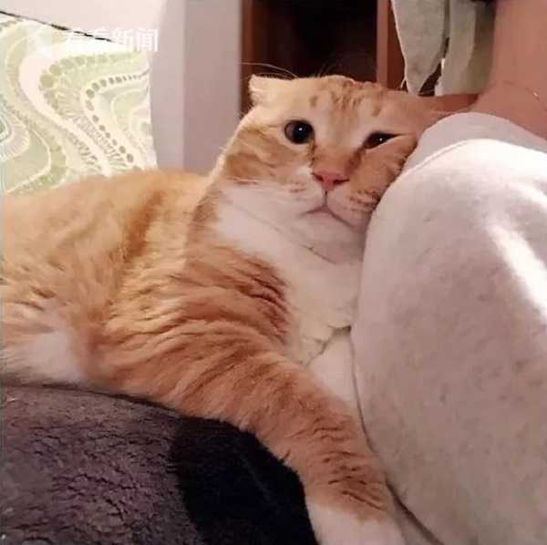 视频|大橘猫又肥又丧 网友:是周一上班的我本人了!|橘猫|上班|刘清扬_新浪新闻