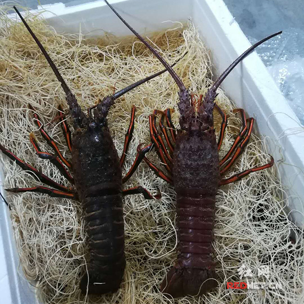 湖南航空口岸首次进口墨西哥龙虾