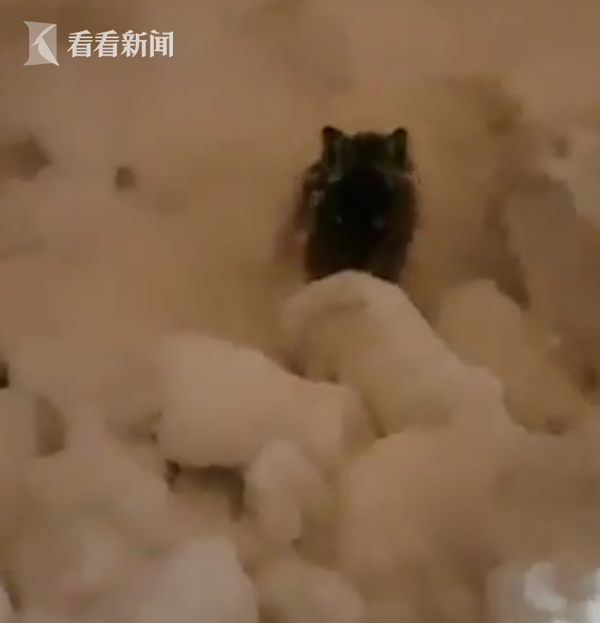 视频｜风雪无情人有情！机场人员在暴雪中救下小兔子