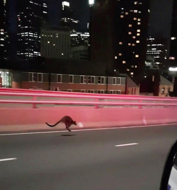司机发现一只袋鼠在路上狂奔