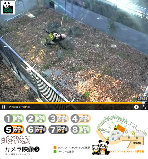 网上公开的大熊猫影像（图片由公益财团法人东京动物园协会提供）