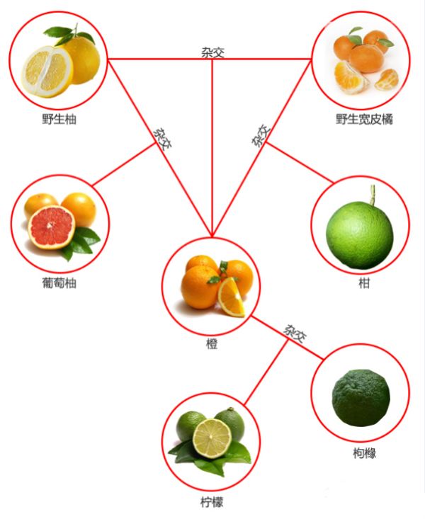当季最减肥的"水果之王",竟然是一个最"没节操"的杂交