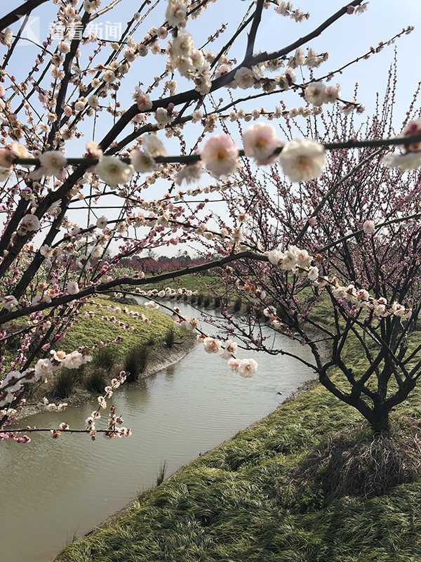 上海小村庄梅花美景上央视 水岸梅花进入盛花期