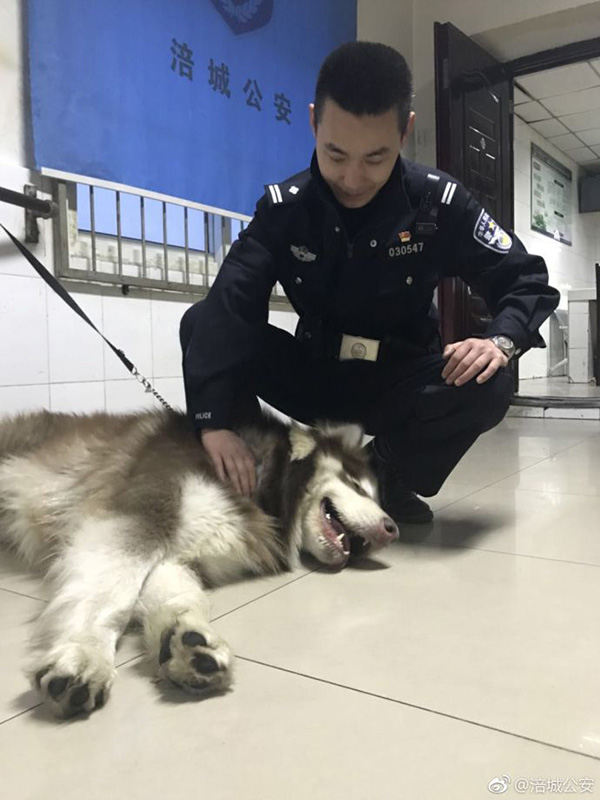 3月3日捡到的阿拉斯加和民警。图片来源：@涪城公安