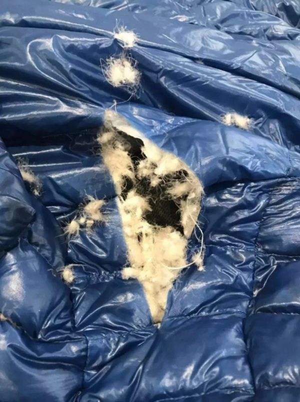 该中国游客在被强行带走时衣服被撕破