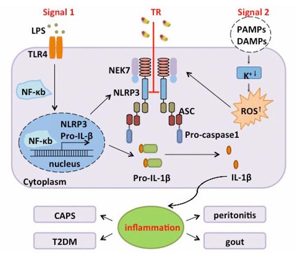 中国科大发现“老药”曲尼斯特可抑制NLRP3炎症小体并改善炎症性疾病