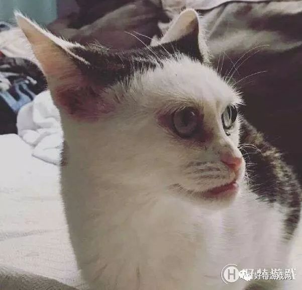 丑猫连击吸不动!网友:长得丑的都像人