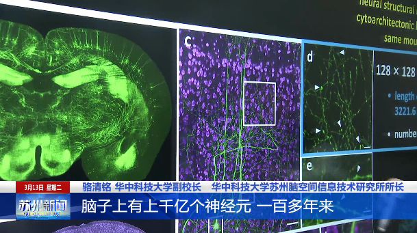 华中科技红岭 直播预告|大脑里有什么奥秘?脑科学专家与你一起探索