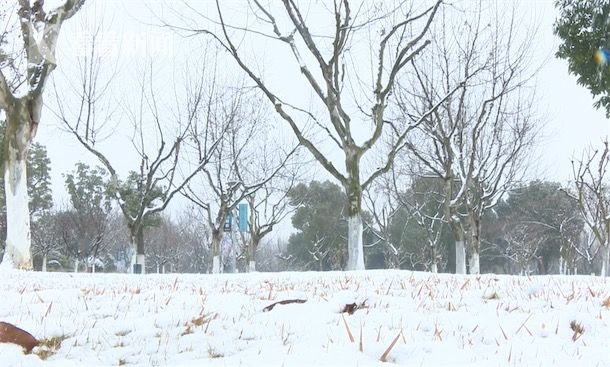 视频|下雪啦!2018年的第一场雪刷爆朋友圈|白雪