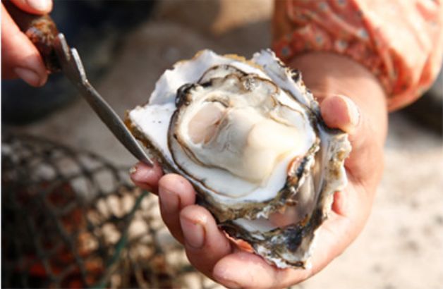 在生蚝最肥美的季节，就要最“鲜溜”地吃，快
