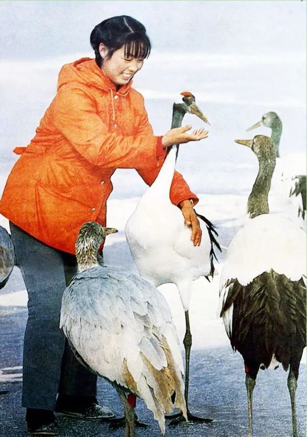 还记得丹顶鹤女孩吗?她牺牲27年后,弟弟又因公殉职……是悲歌更是壮歌!|娟子|扎龙自然保护区|视觉中国_新浪新闻