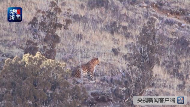 三江源国家公园人工拍摄到罕见金钱豹影像[图]