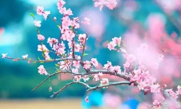 https://image.ipaiban.com/upload-ueditor-image-20180115-1516022782307000739.png