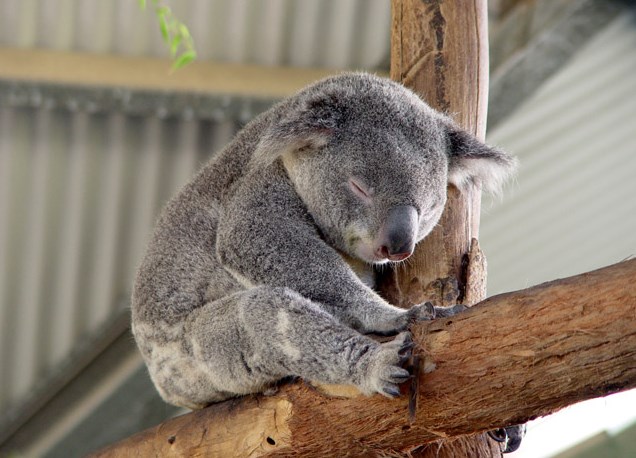 一天睡20个小时的考拉将从澳洲来南京定居