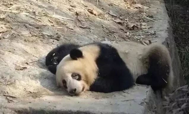 熊猫患病染上螨虫眼?成都大熊猫基地辟谣后