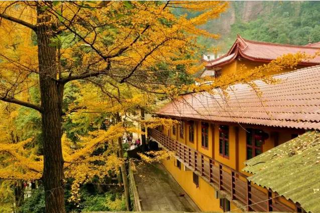 成都市区80公里外有一片银杏天地,再不去等