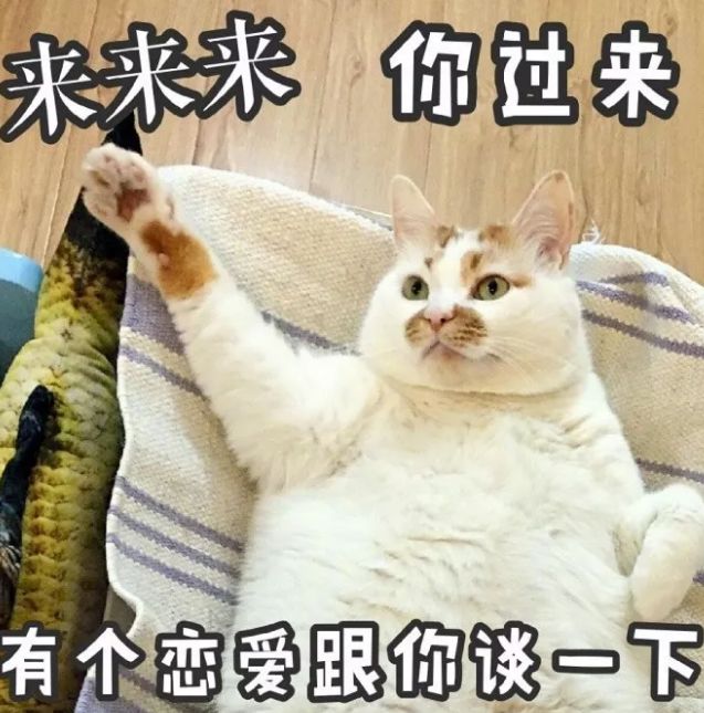 渣男最猫咪的4种常用微信表情。点头动态包表情的图片