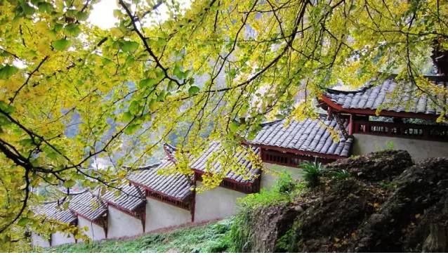 成都市区80公里外有一片银杏天地,再不去等