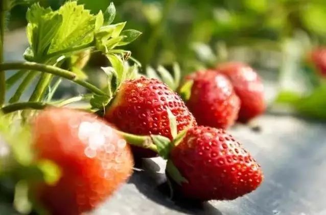 不用找了!广州最全摘草莓地图就在这,别错过!