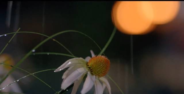 诗词丨幸福是什么,这是我见过最美的答案