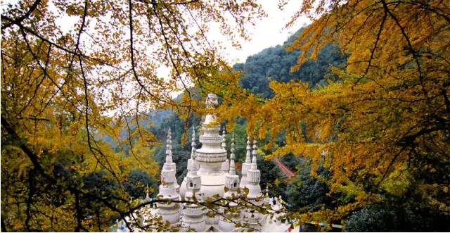 成都市区80公里外有一片银杏天地,再不去等