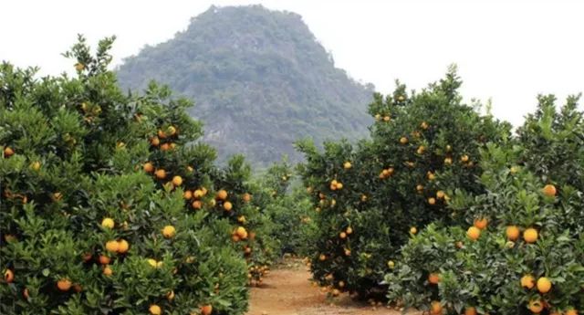 【挑好货】赣南脐橙就是一口爆汁的大器晚「橙