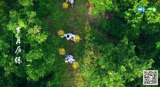 央视推荐!称霸冬季水果市场的Ta,你肯定也爱吃