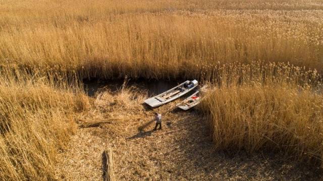 白洋淀里打苇忙! 芦苇的这些新用途你可能想