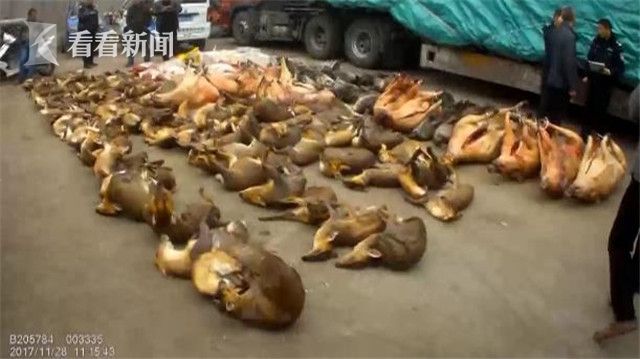 派出所如何处置野猪 5Saf-fypnsin6897983.jpg