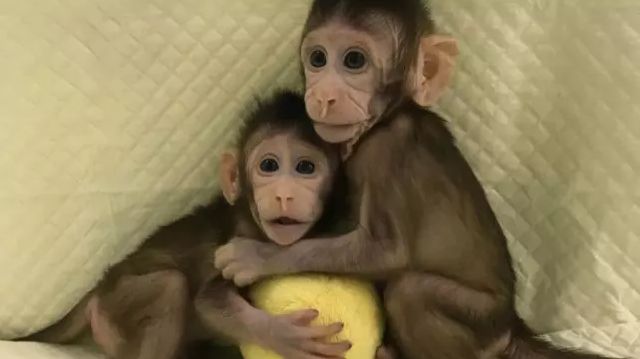 前沿 | 世界生命科学重大突破! 两只克隆猴在中国诞生