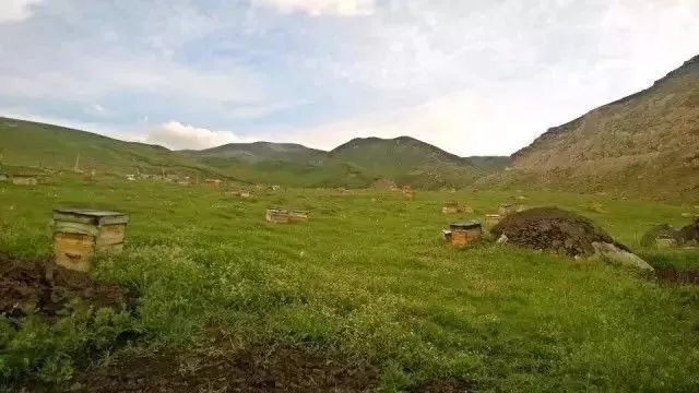 【商城】这瓶像猪油一样的蜂蜜,有数百种高原