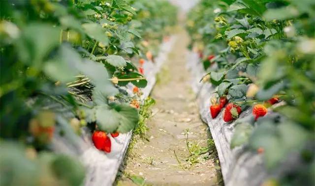 优惠来袭!快跟着公信君去摘草莓!里水三大草莓园等你来!~