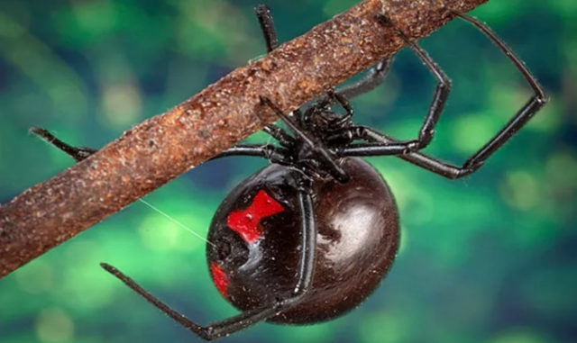 演完《谜巢》，吴尊感叹:毒蜘蛛比你想象的还要可怕|吴尊|谜巢|毒蜘蛛_新浪科技