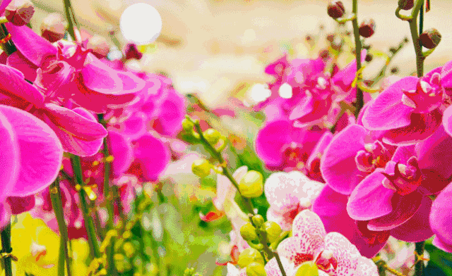 壁纸 花 桌面 640_392 gif 动态图 动图