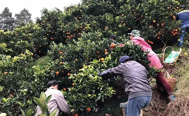 一夜爆卖!只有极少数的人,吃过这颗中华红血橙