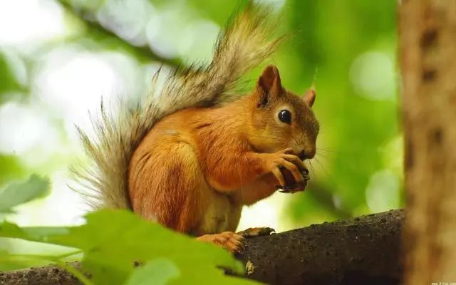 松鼠下崽有什么表现 VxfI-fypikwt3508720.jpg