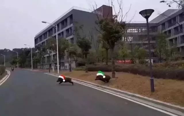 笑岔了!这所985高校成野猪大学,网友:食堂应