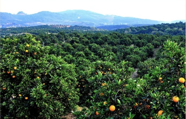 【挑好货】赣南脐橙就是一口爆汁的大器晚「橙