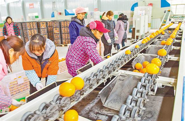 奉节脐橙助力脱贫增收