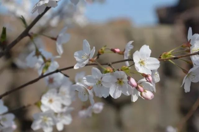 缤纷校园 | 上海市金山中学:青春不是一叠考卷,