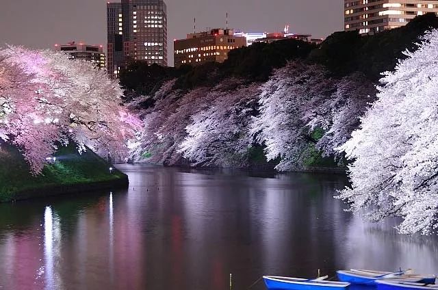 樱前线 | 2018第一波樱花盛开时间表正式公布