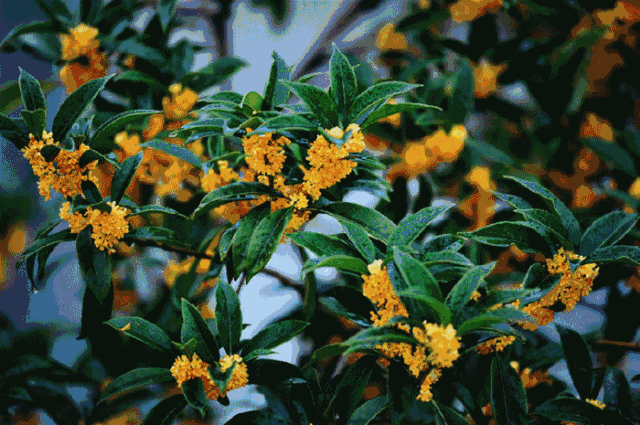 长沙今秋第一缕桂花香已飘出 这份赏桂地图提前收好