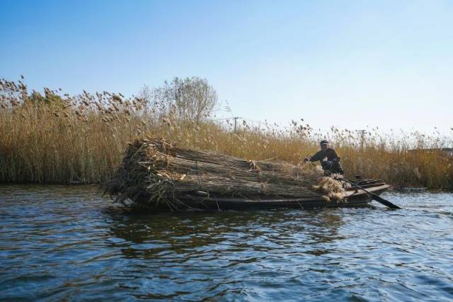 白洋淀里打苇忙! 芦苇的这些新用途你可能想