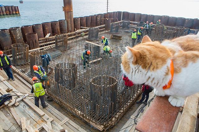 普京工地视察工作 被一只胖橘猫意外抢镜(图)