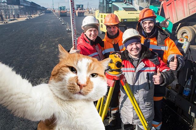 普京工地视察工作 被一只胖橘猫意外抢镜(图)