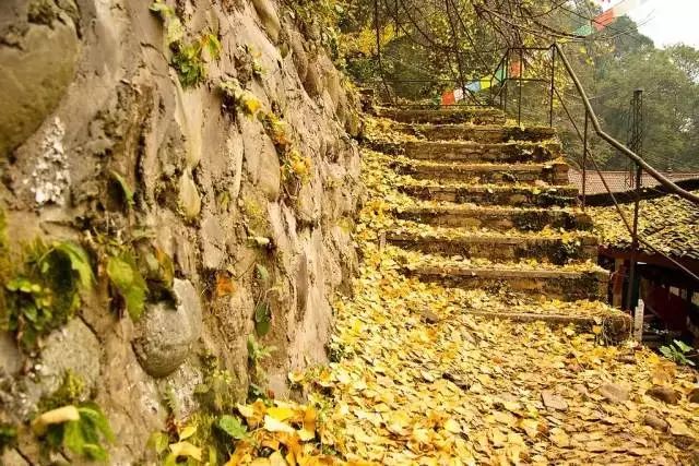 成都市区80公里外有一片银杏天地,再不去等