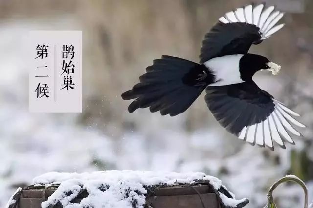 中国古代将小寒分为三候 一候雁北乡,古人认为候鸟中大雁是